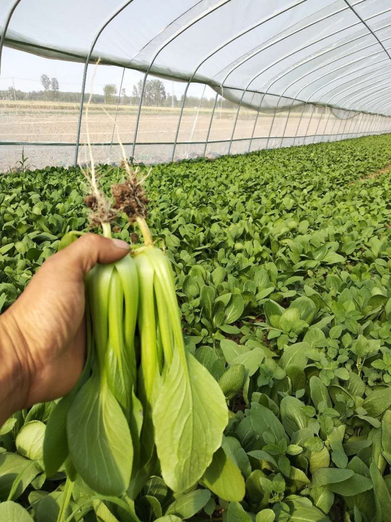 快菜。奶白菜。大量供应