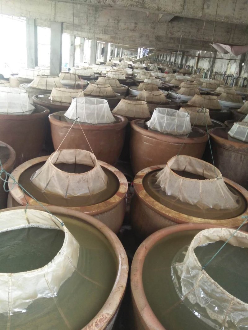 【荐】精品鲤鱼苗大量批发渔场直销全国供应诚信经营