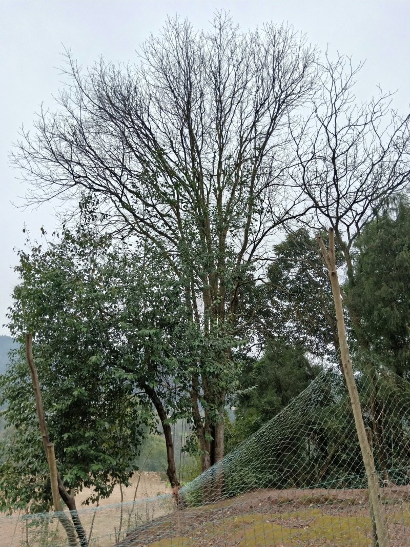 黄连木