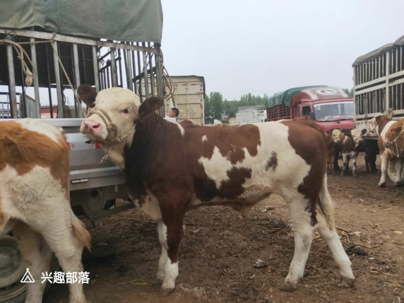 牛犊