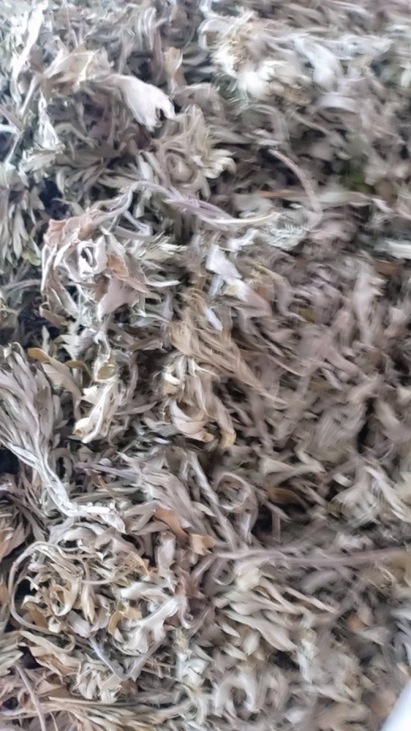 野生艾叶，沂蒙山山区里的优质野生艾叶，产地直发