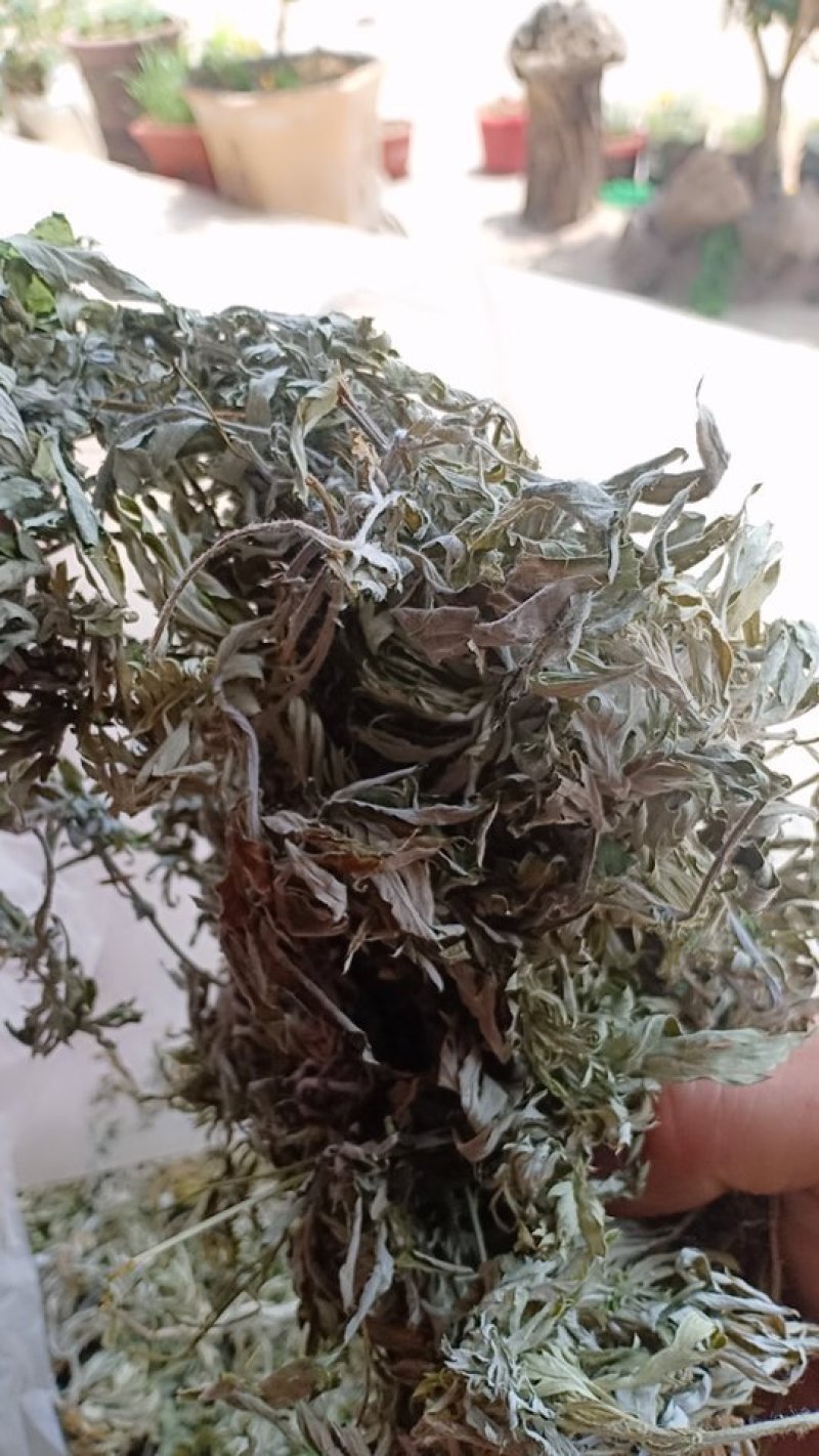 野生艾叶，沂蒙山山区里的优质野生艾叶，产地直发