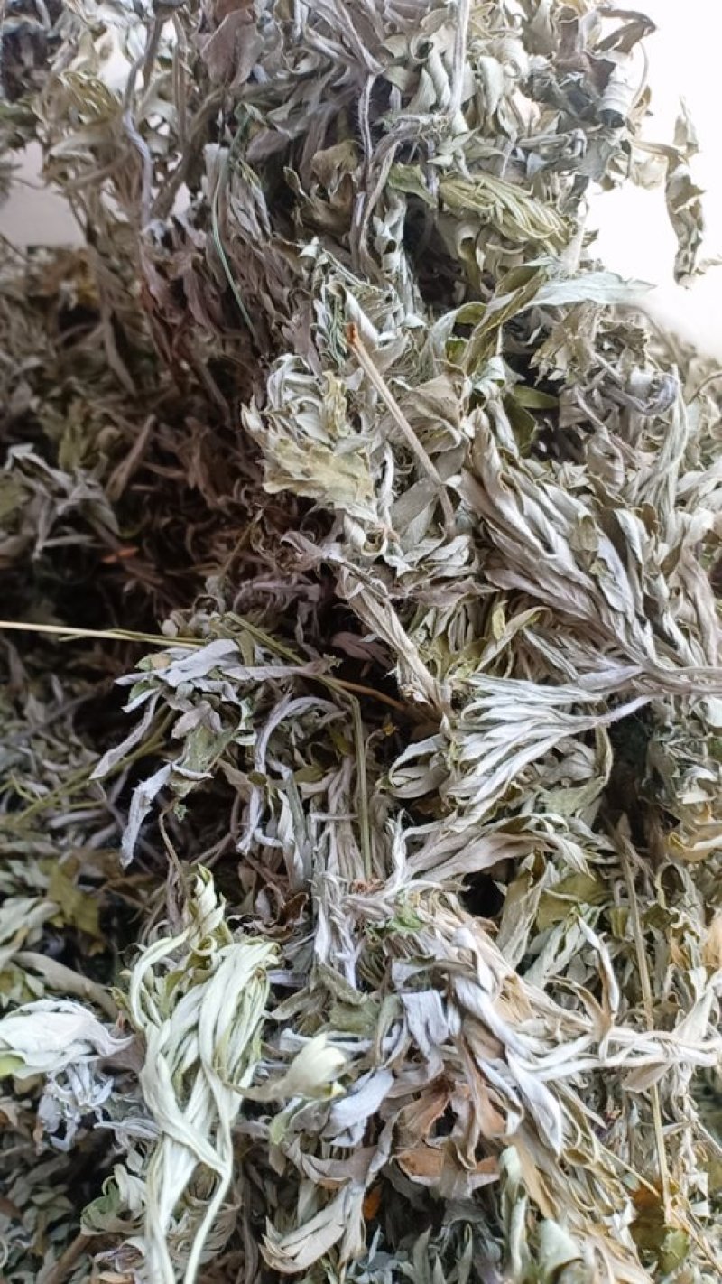 野生艾叶，沂蒙山山区里的优质野生艾叶，产地直发