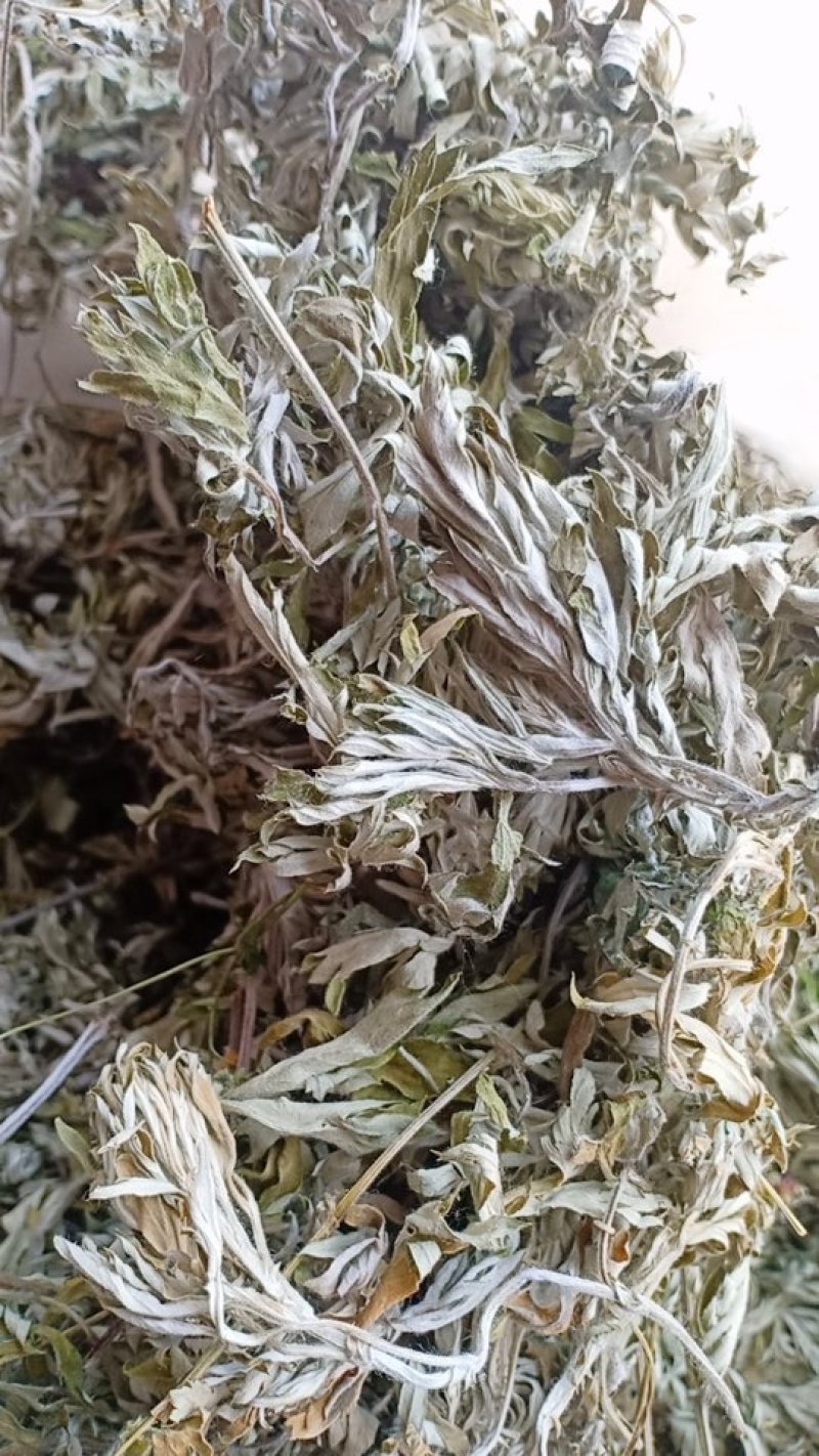 野生艾叶，沂蒙山山区里的优质野生艾叶，产地直发