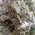 野生艾叶，沂蒙山山区里的优质野生艾叶，产地直发