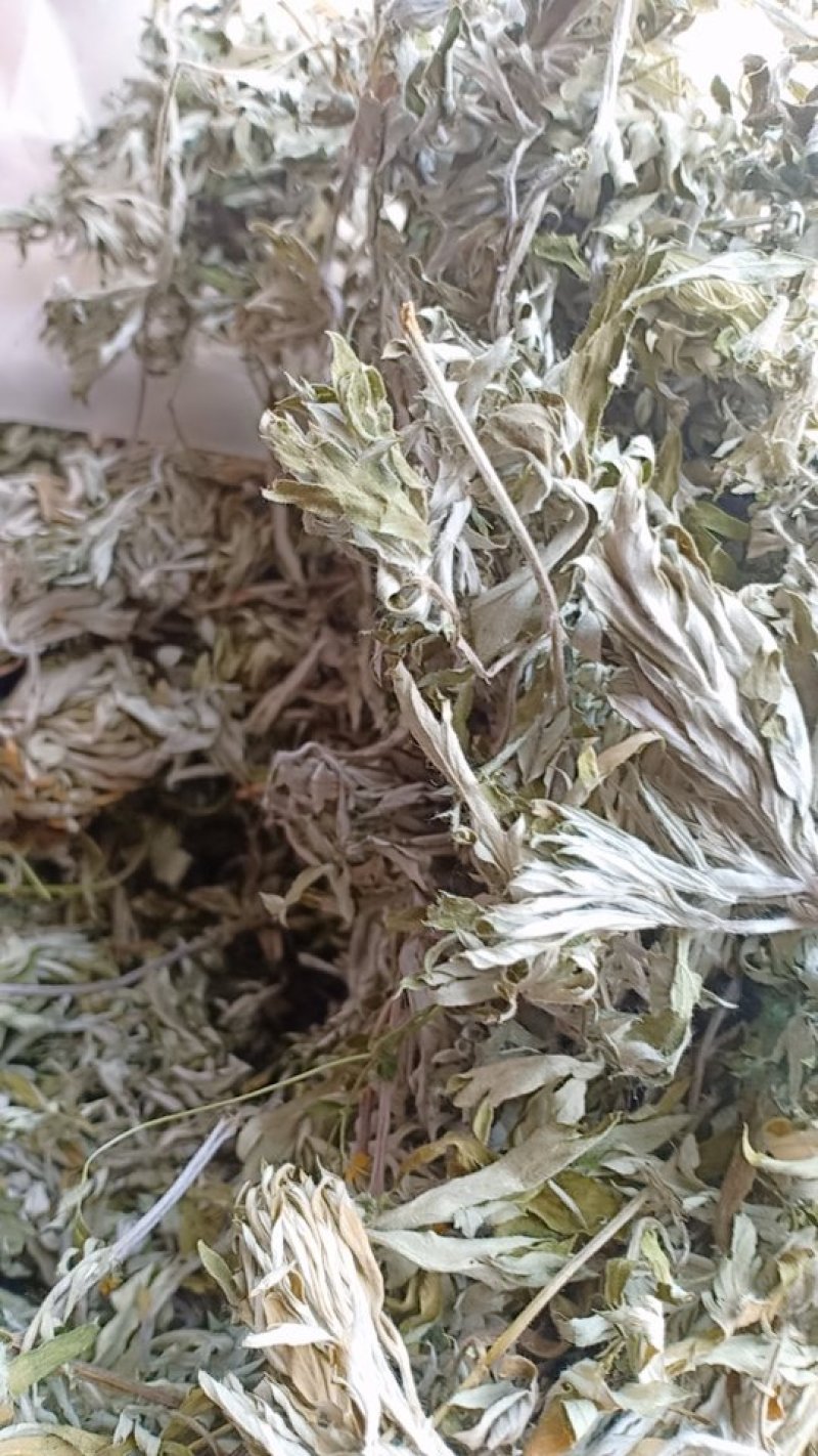 野生艾叶，沂蒙山山区里的优质野生艾叶，产地直发