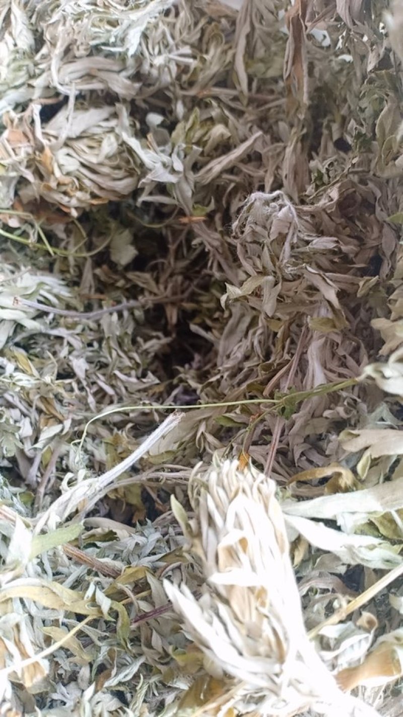野生艾叶，沂蒙山山区里的优质野生艾叶，产地直发