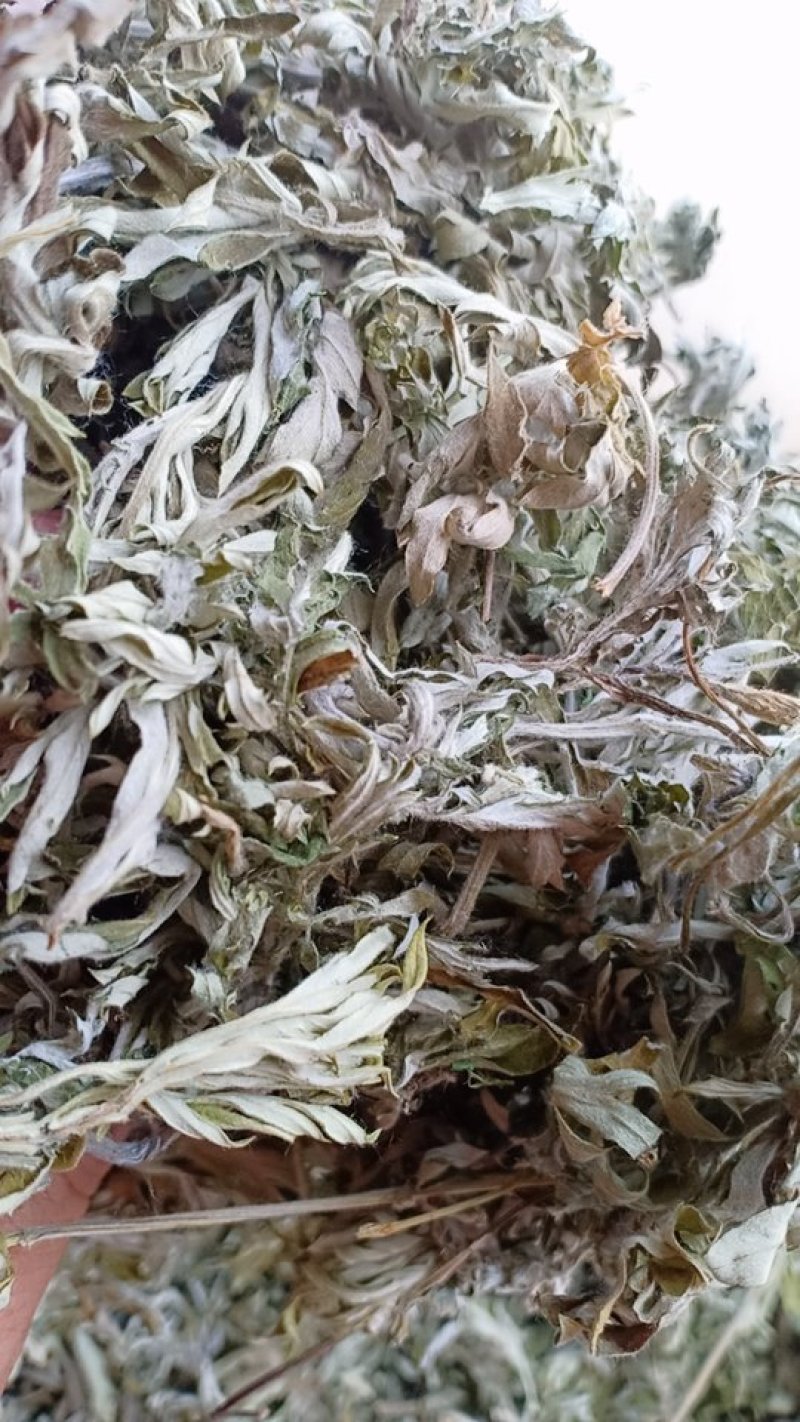 野生艾叶，沂蒙山山区里的优质野生艾叶，产地直发