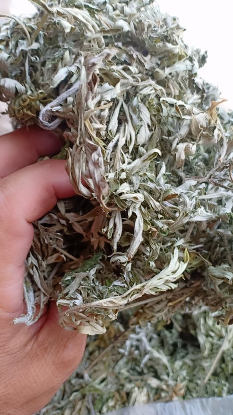 野生艾叶，沂蒙山山区里的优质野生艾叶，产地直发