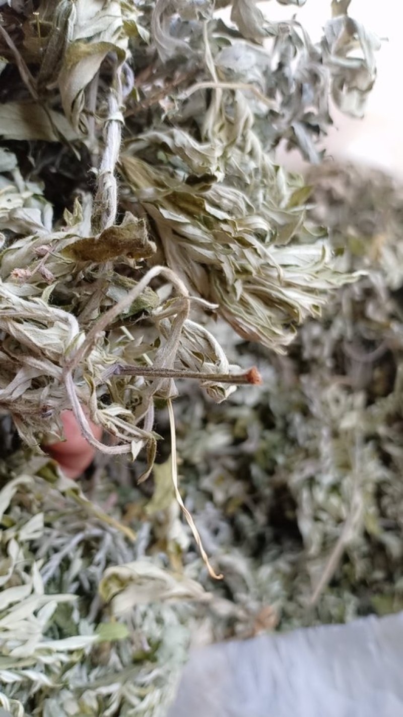 野生艾叶，沂蒙山山区里的优质野生艾叶，产地直发