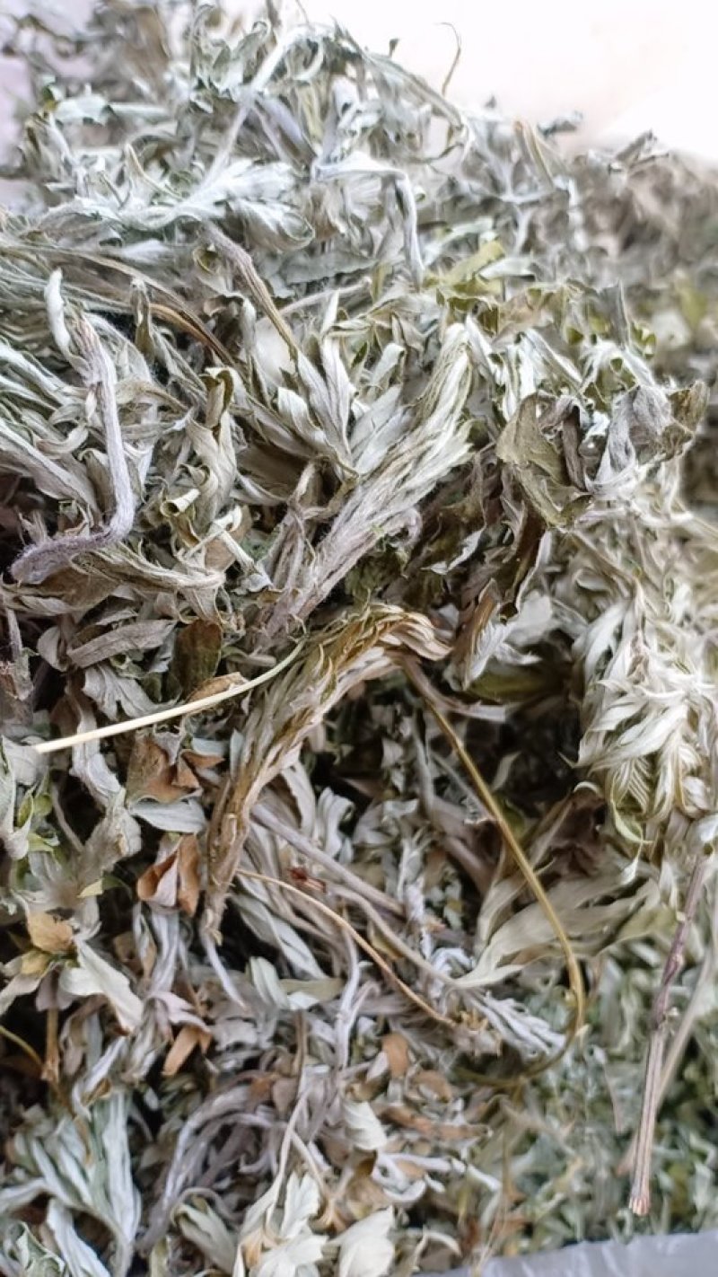 野生艾叶，沂蒙山山区里的优质野生艾叶，产地直发