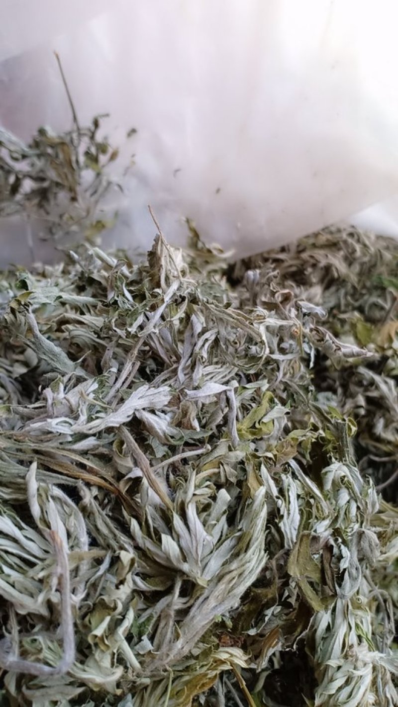 野生艾叶，沂蒙山山区里的优质野生艾叶，产地直发