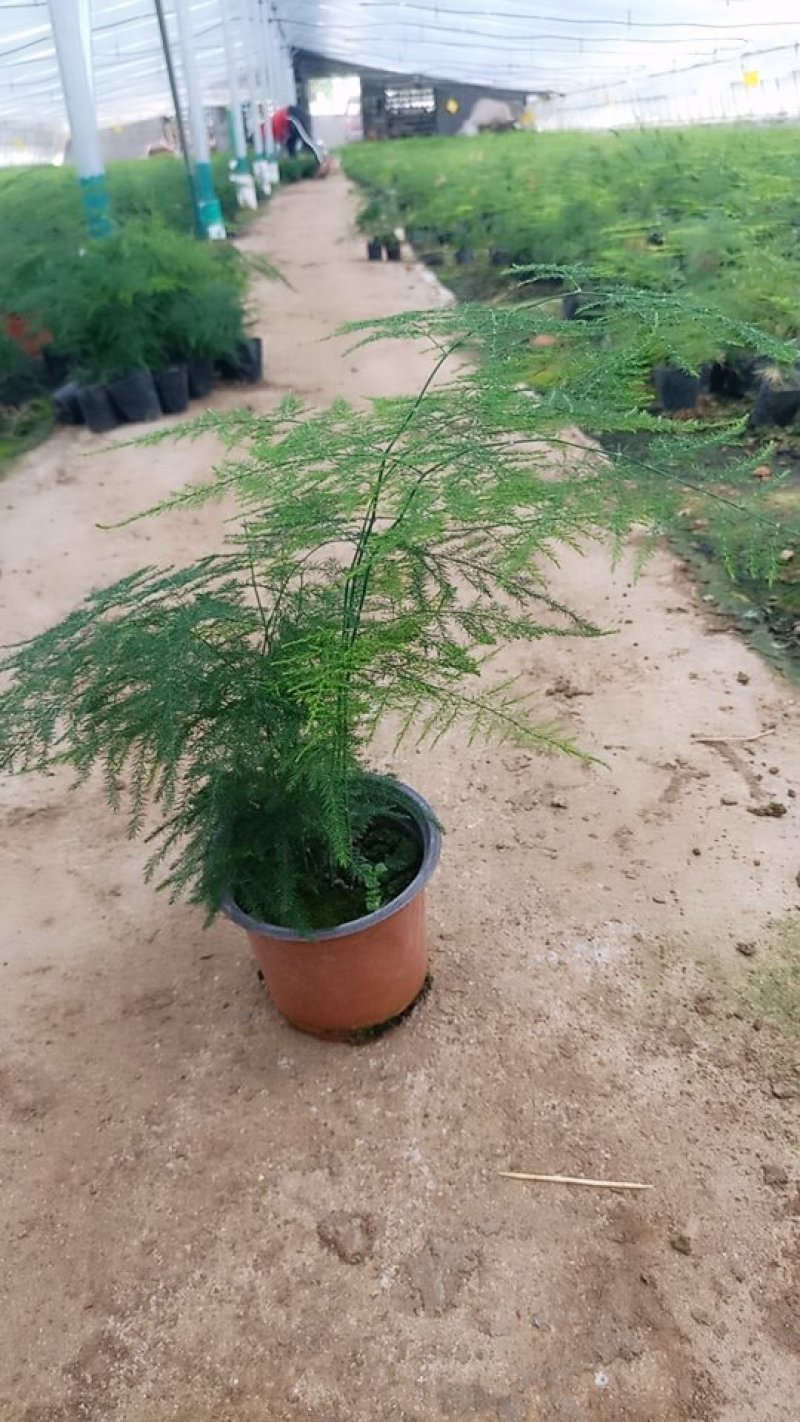精品，双色盆文竹，基地直发可视频看货量大价优
