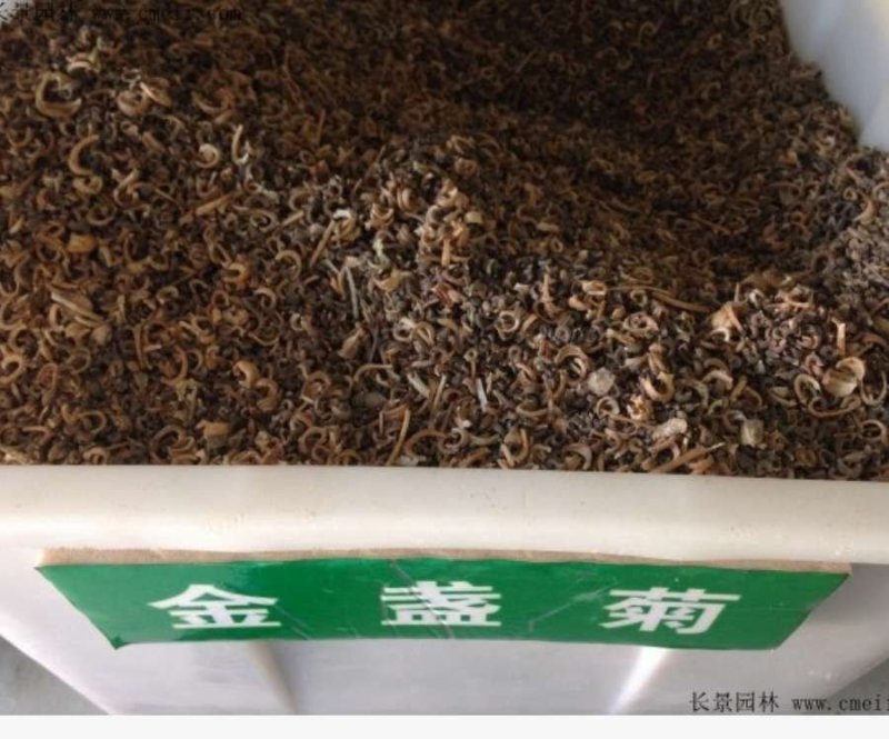 金盏菊种子耐寒多年生花卉种子四季开花品种
