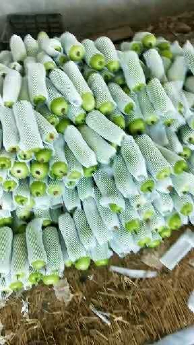 精品瓠瓜，瓜形均匀，量大质优
