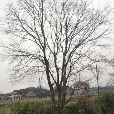 从生乌桕。。。。。。。。。。。。。。