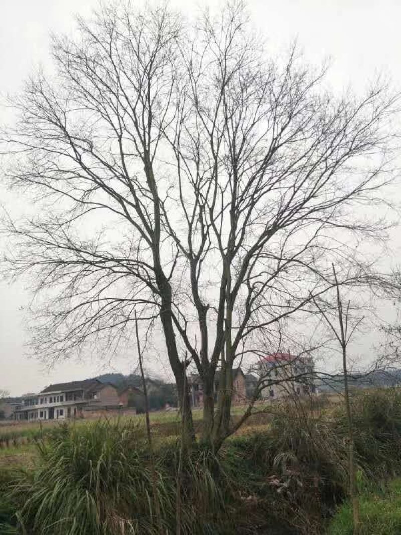 从生乌桕。。。。。。。。。。。。。。