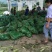 花甜糯玉米糯玉米彩糯玉米花糯彩糯玉米