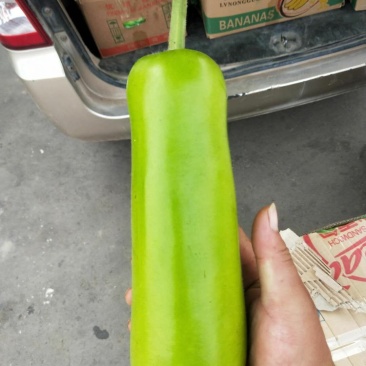 精品瓠瓜，瓜形均匀，量大质优