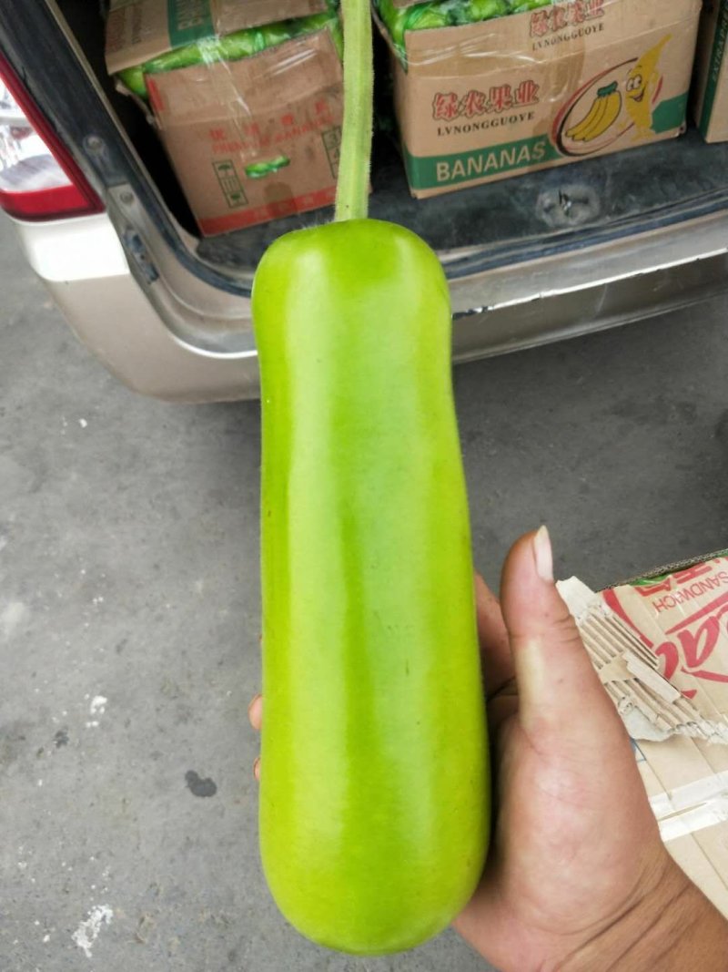 精品瓠瓜，瓜形均匀，量大质优