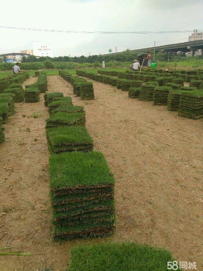 出售各种绿化草坪