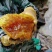 野生蜂蜜，