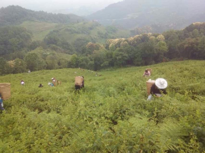 山地茶园出租