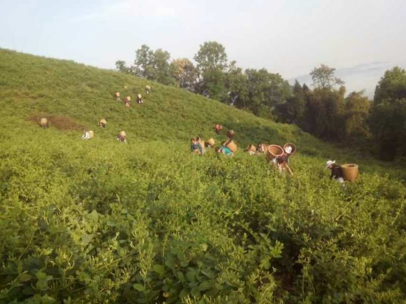 山地茶园出租