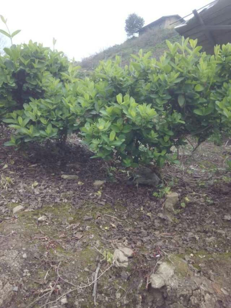 山地茶园出租
