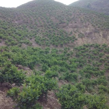 山地茶园出租