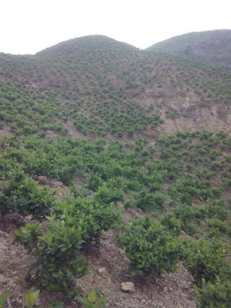 山地茶园出租