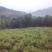 山地茶园出租