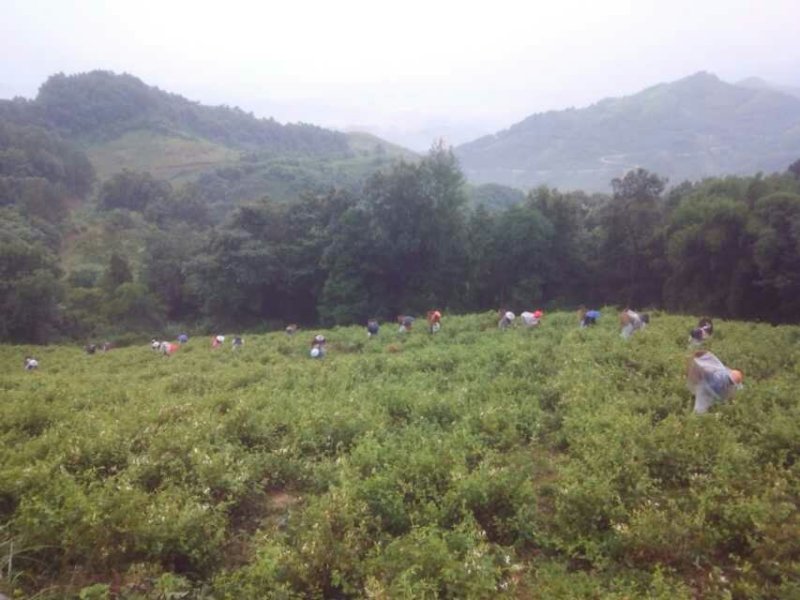 山地茶园出租