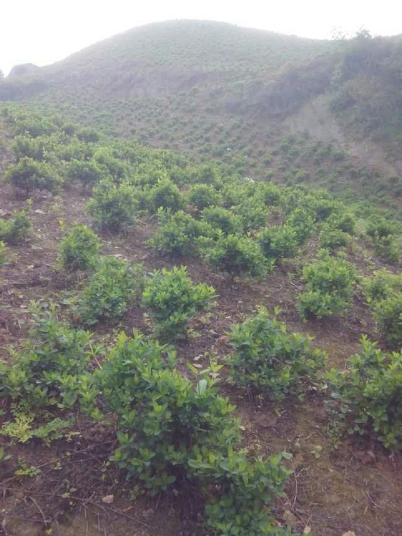 山地茶园出租