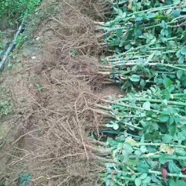 【玫瑰苗】昆明苗木基地直发，玫瑰苗品种齐全，苗好价优