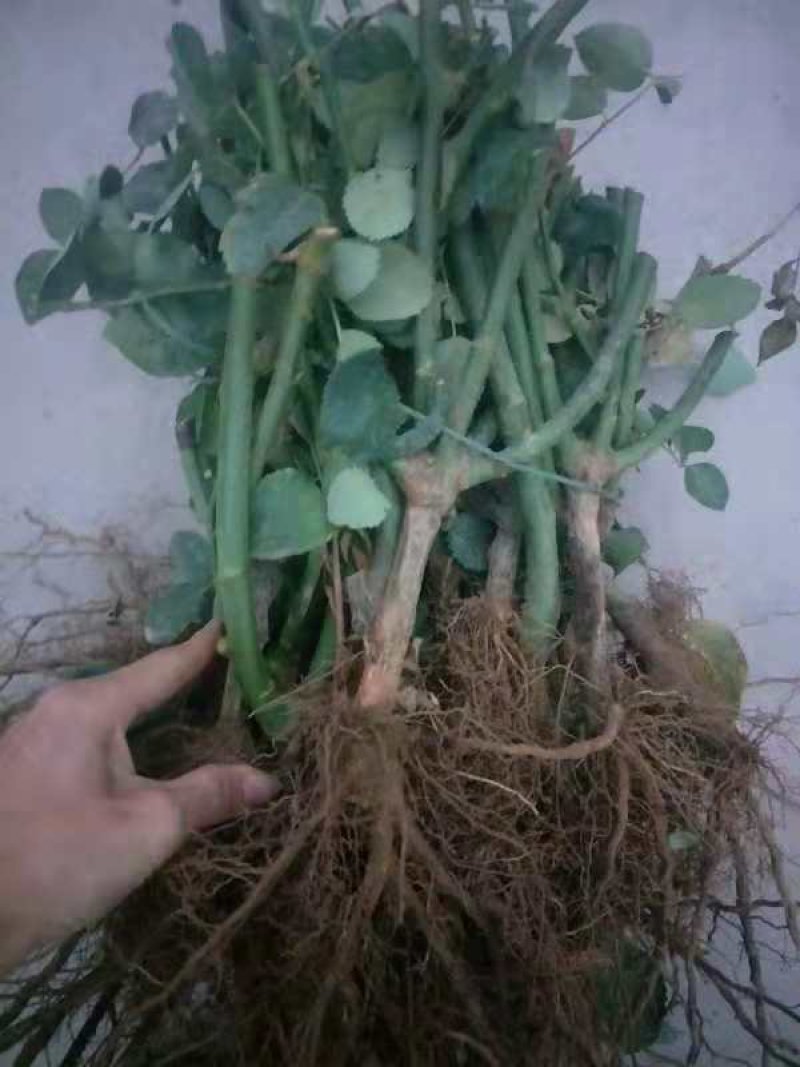 【玫瑰苗】昆明苗木基地直发，玫瑰苗品种齐全，苗好价优