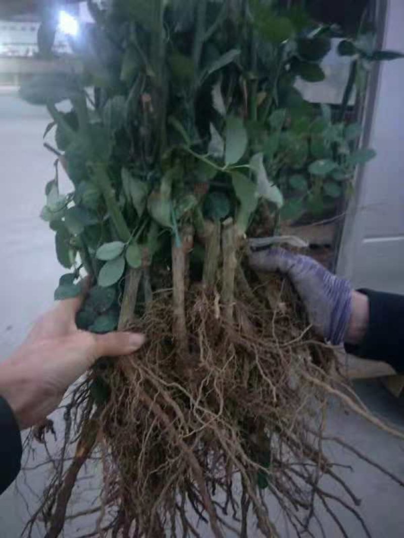 【玫瑰苗】昆明苗木基地直发，玫瑰苗品种齐全，苗好价优