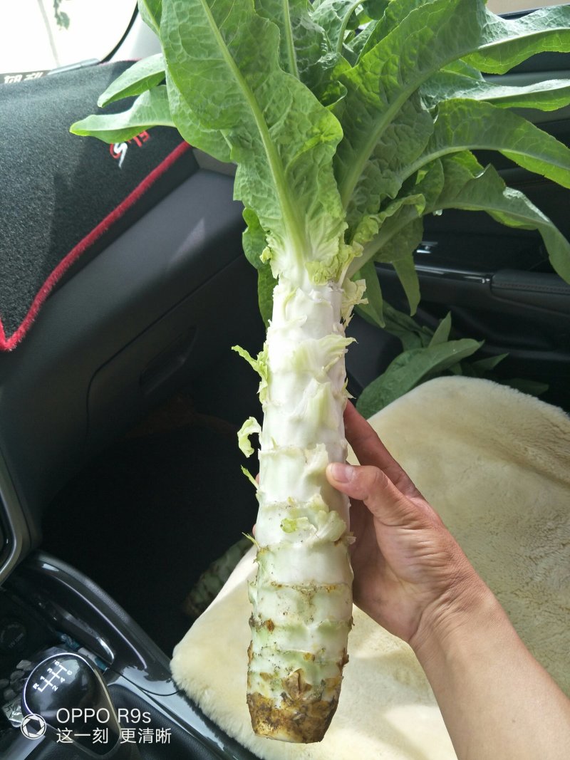 莴笋