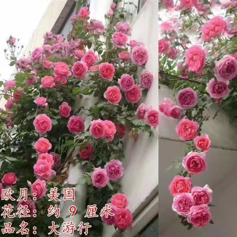 爬藤蔷薇扦插小苗花量多带香味可做绿化围栏嫁接