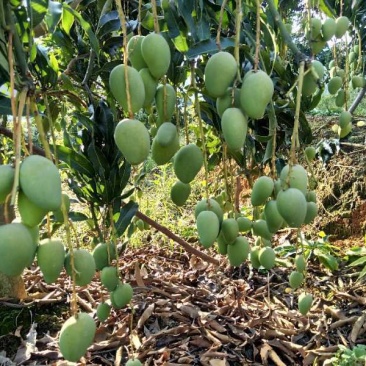金煌芒小果