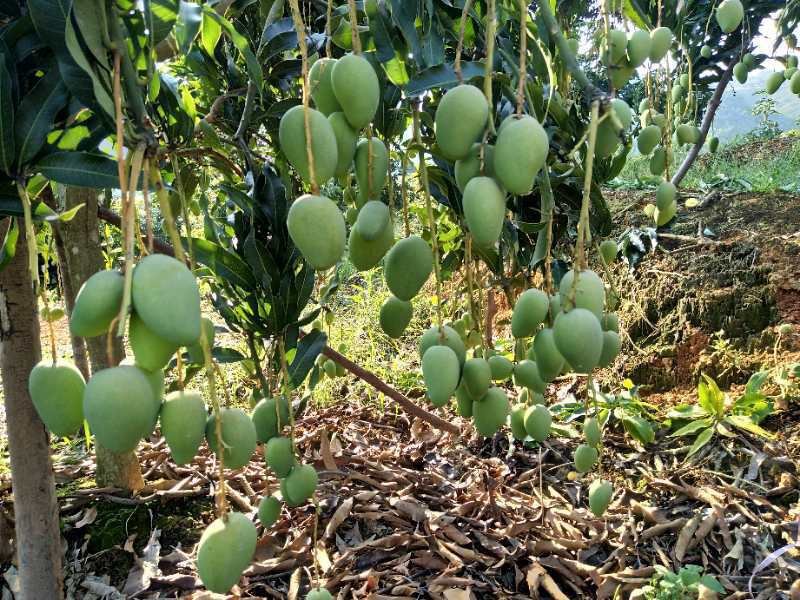 金煌芒小果