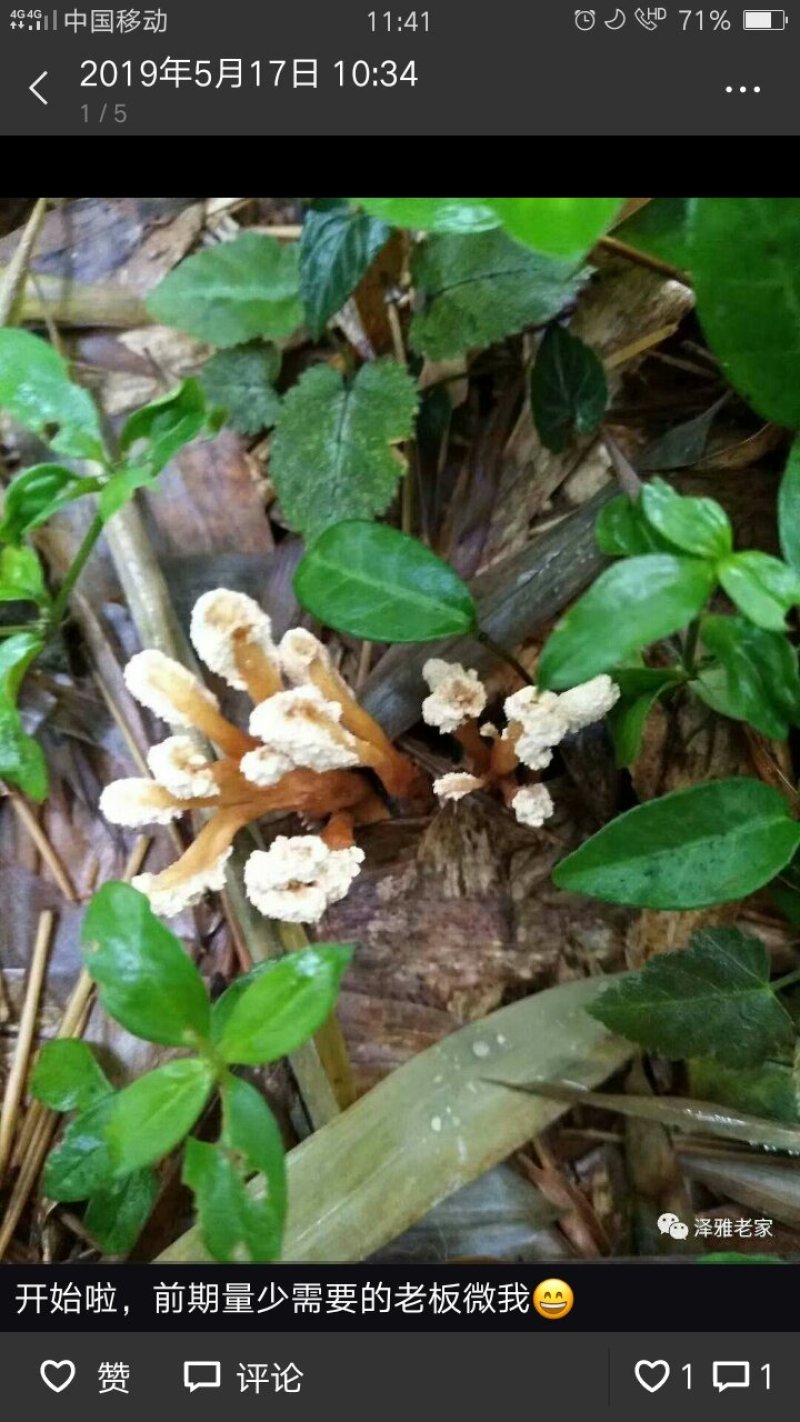 福建野生金蝉花鲜货个头大现挖现发需要量大的提前预订