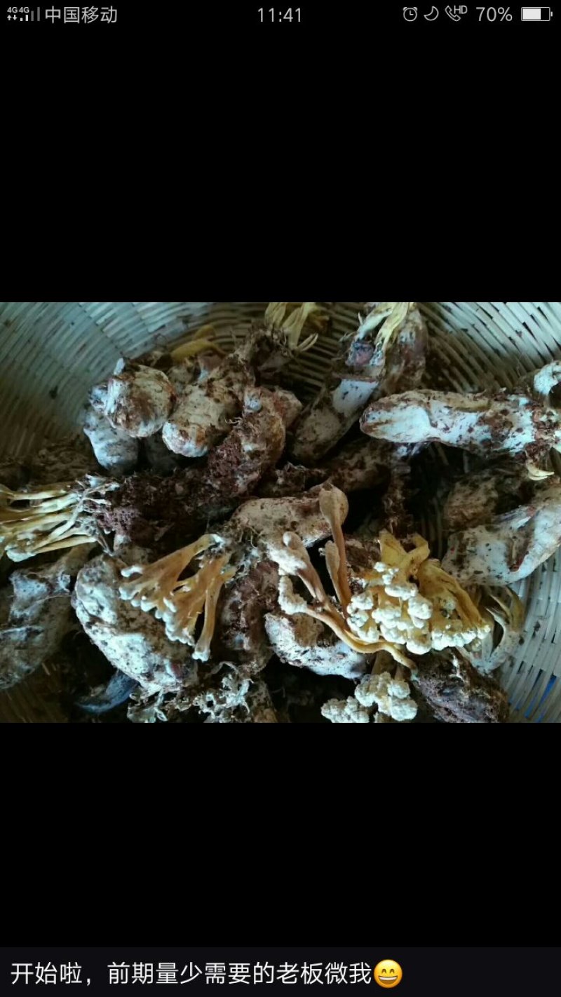 福建野生金蝉花鲜货个头大现挖现发需要量大的提前预订