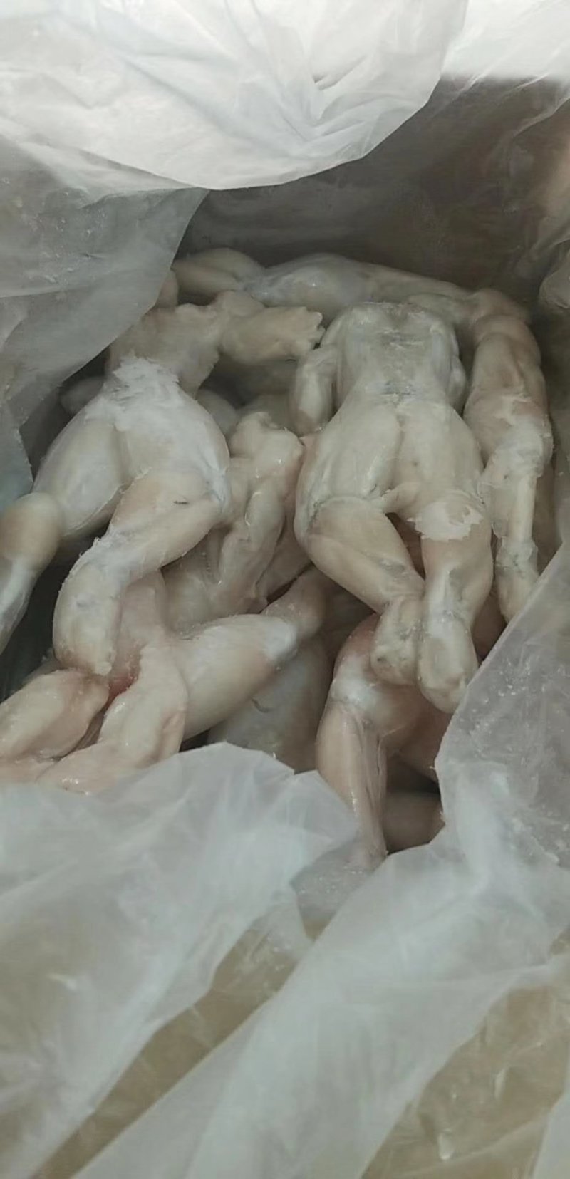 速冻牛蛙，一件十斤，长期有货，欢迎朋友们前来订货