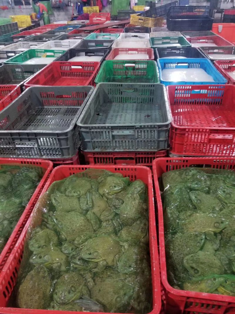 速冻牛蛙，一件十斤，长期有货，欢迎朋友们前来订货