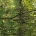 大量供应5到15公分紫薇树