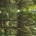 大量供应5到15公分紫薇树