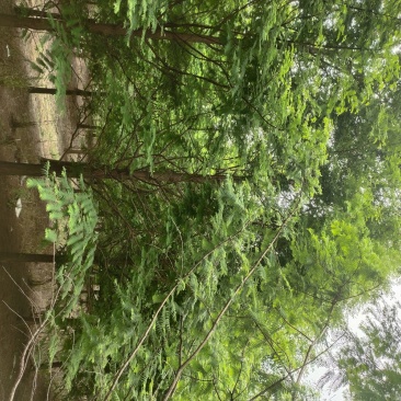 大量供应3到20公分水杉树，树形统一。主杆通直。千亩基地