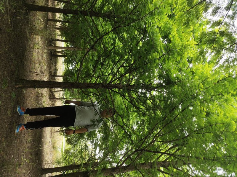 大量供应3到20公分水杉树，树形统一。主杆通直。千亩基地