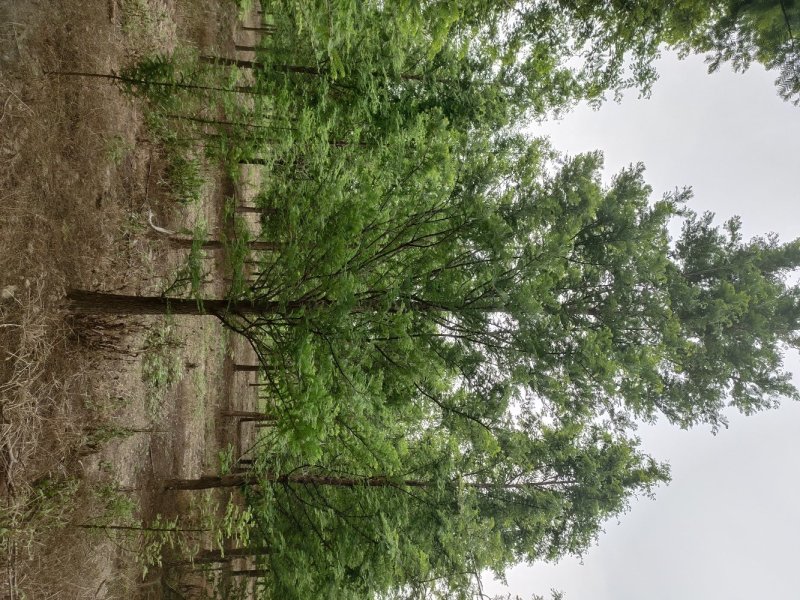 大量供应3到20公分水杉树，树形统一。主杆通直。千亩基地